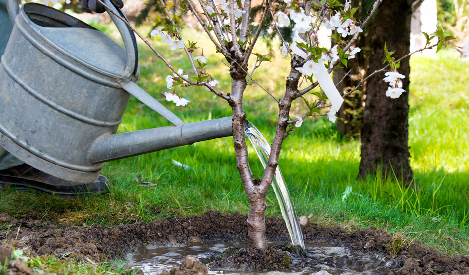Comment éliminer les racines d'arbustes dévitalisés ? - Gamm vert