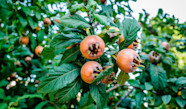 N flier Vari t s Plantation Culture Et Entretien Jardiland