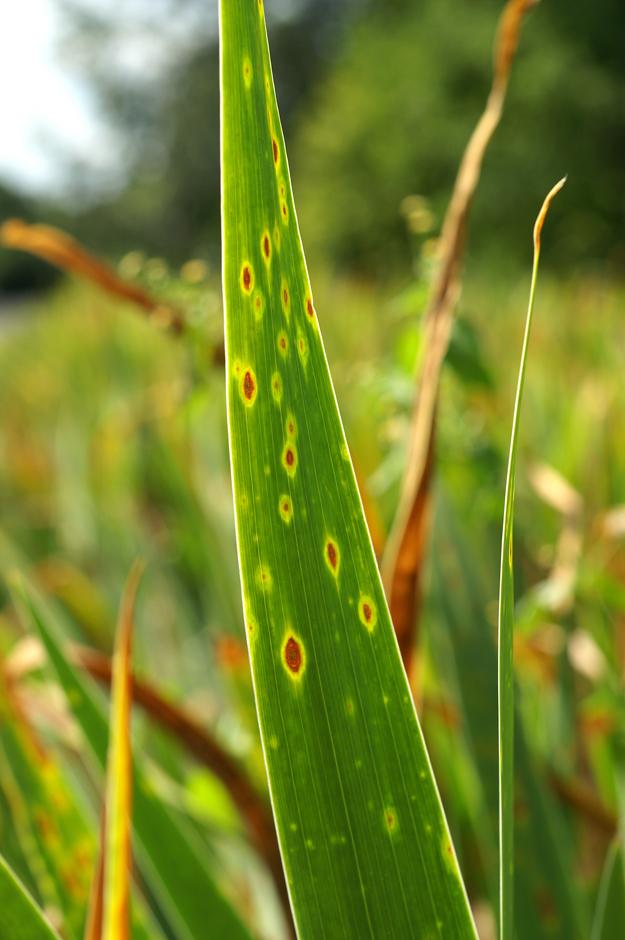 Feuilles d'iris malades