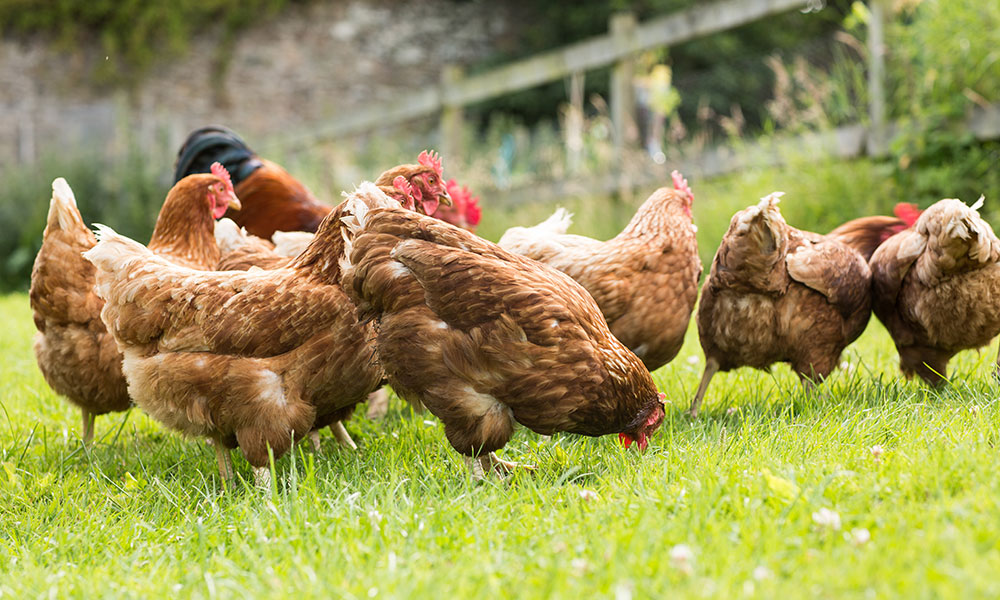 Comment bien nourrir ses poules ?