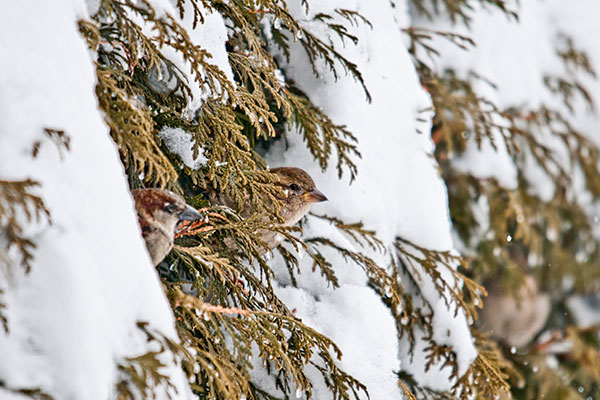 L'équilibre biologique en hiver