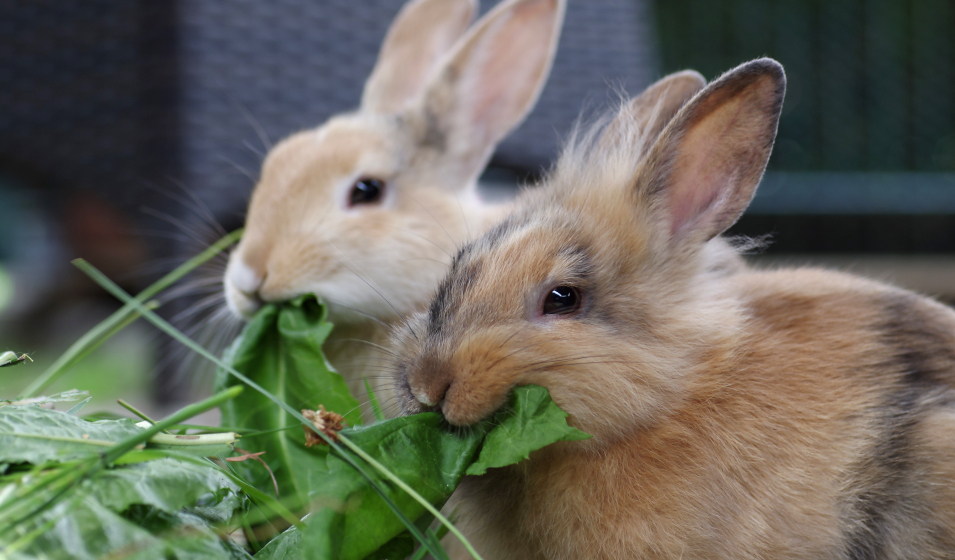 Un lapin trop mignon mange des fraises - Vidéo Dailymotion