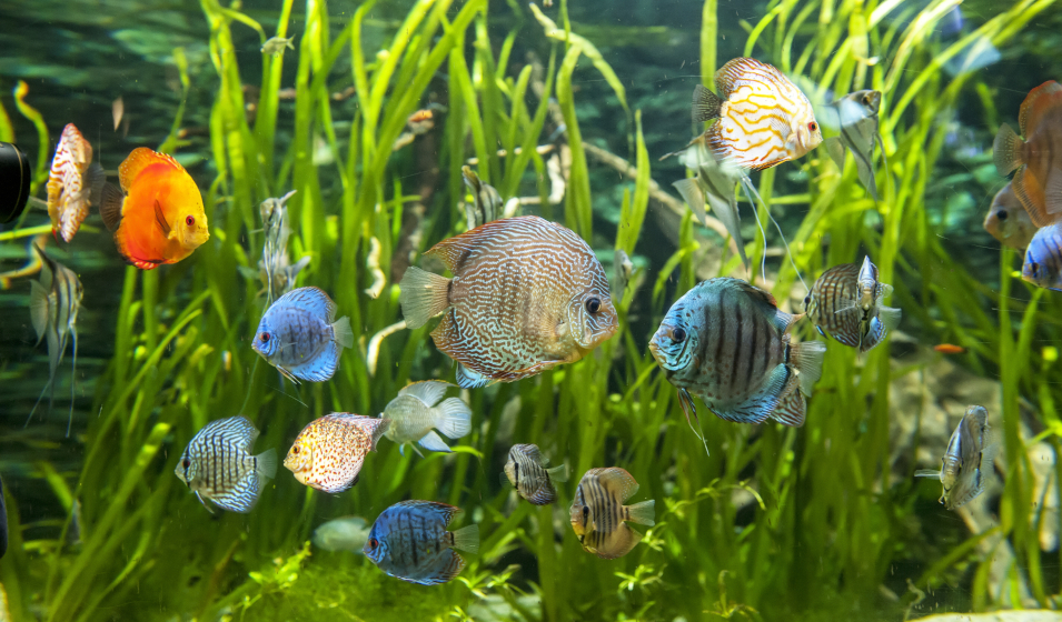 Changer l'eau de son aquarium : quand, comment, conseils et bonnes pratiques