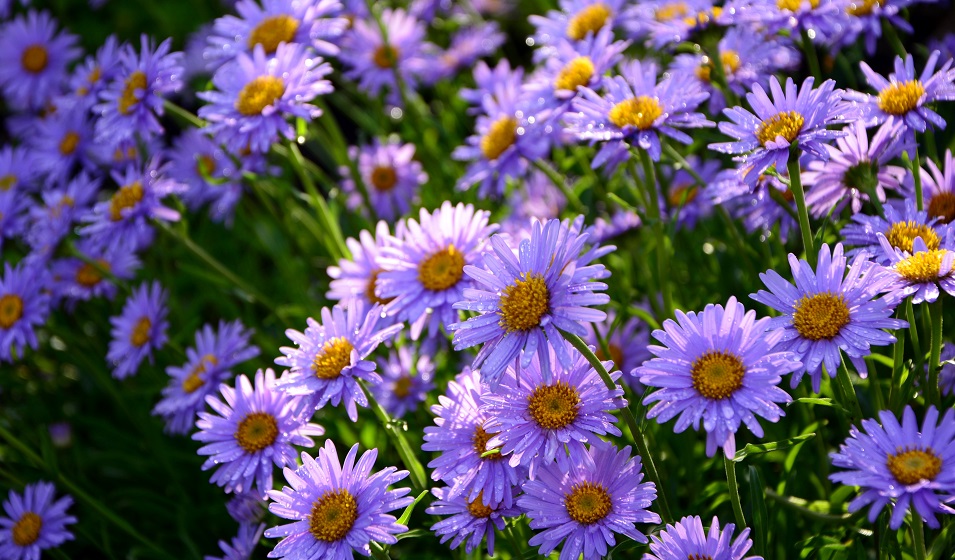 Asters
