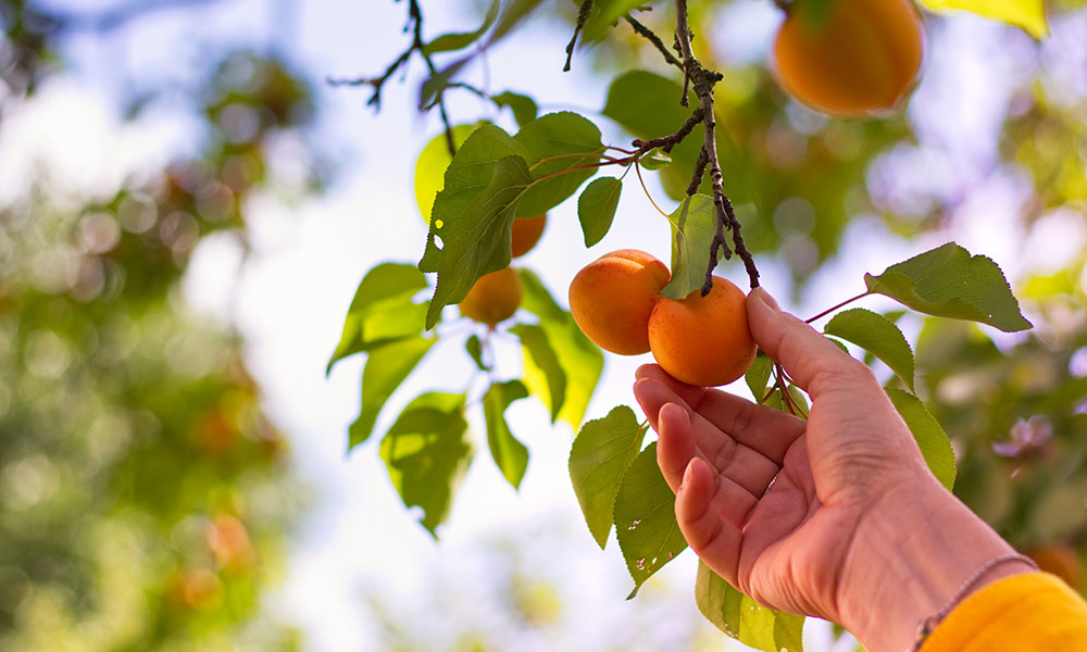 Abricots