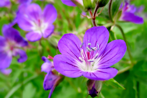 Géranium vivace, Geranium