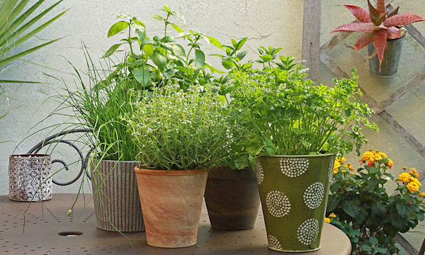 buy money plant Shop 'Chinese Money Plant  Pilea peperomioides' Care & Info