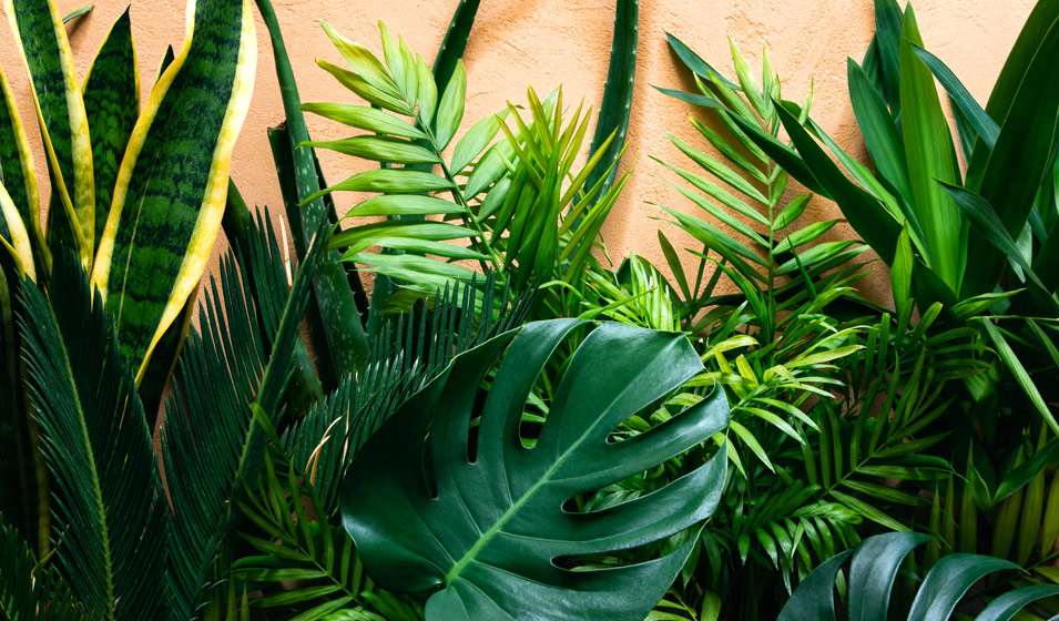 10 plantes vertes à grandes feuilles pour donner vie à votre intérieur -  Jardiland