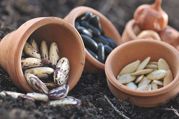Graines de haricots