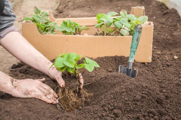 Comment Planter Des Fraisiers Remontants