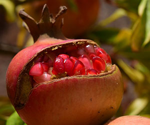 Régalez-vous des fruits de votre jardin