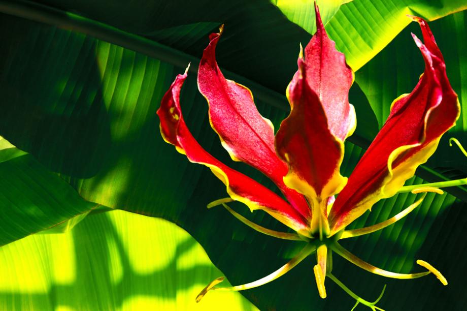 Gloriosa