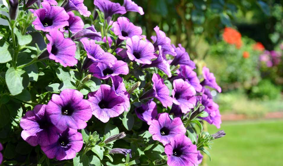 petunia