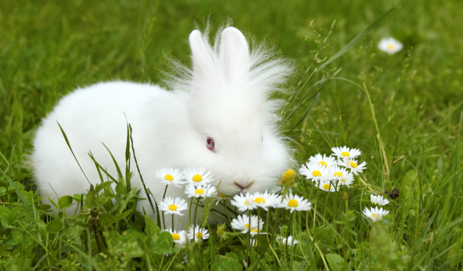 Lapin nain