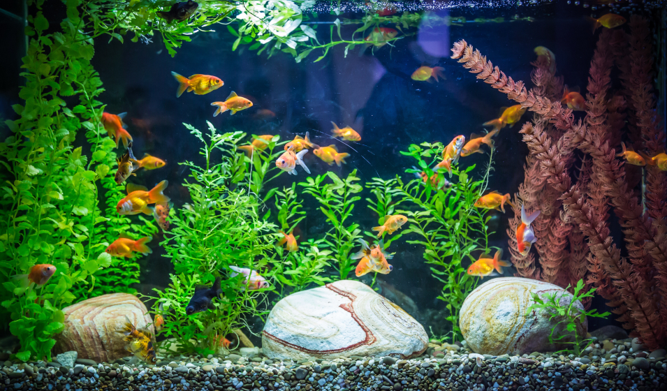 Substrat de Navigateur d'Aquarium de Sable, Sol en Argile Flottant pour  Herbes Aquatiques, Boue de Qualité pour Plantes Précieuses de Poissons,  500g - AliExpress