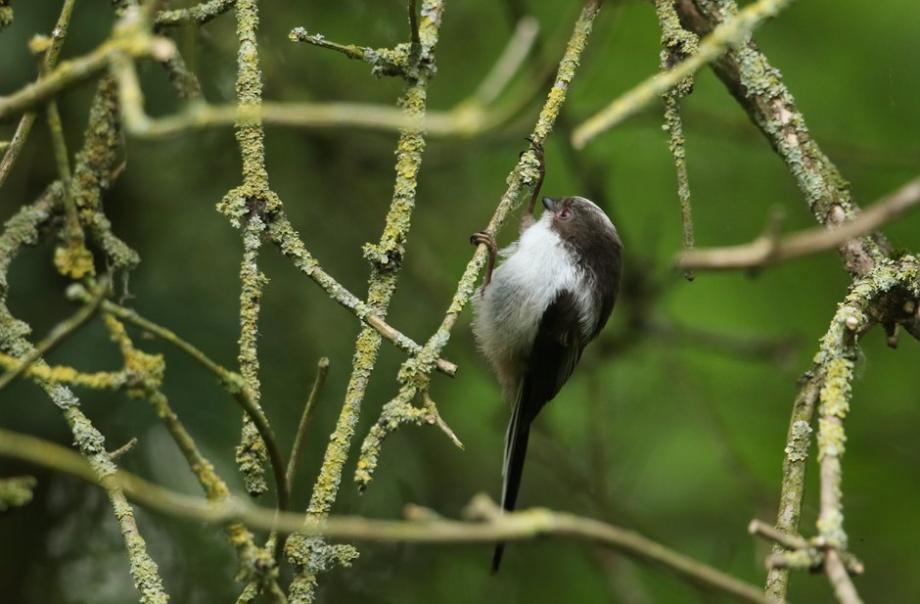 Le lichen sur les arbres abrite des insectes dont vont se nourrir les oiseaux