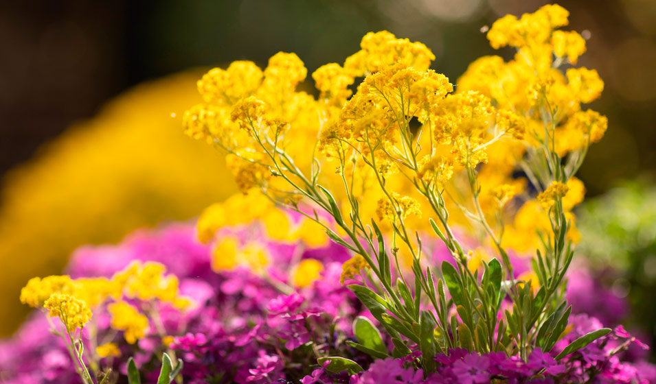 10 fleurs d'été pour pots et jardinières en plein soleil - Jardiland