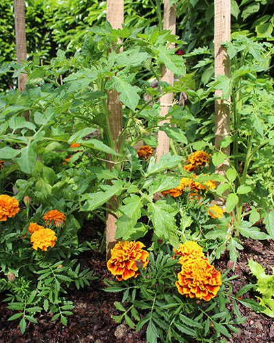 Cultiver des plantes compagnes à côté de vos légumes