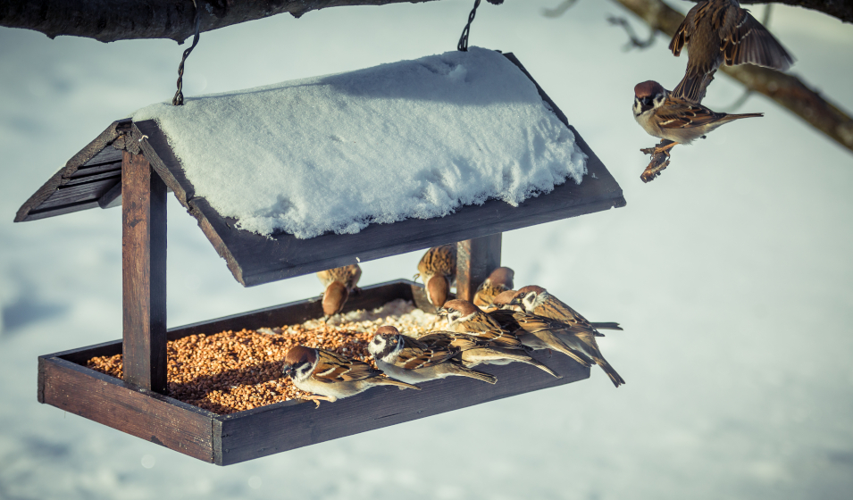 Quelles graines donner aux oiseaux du jardin ? - Jardiland