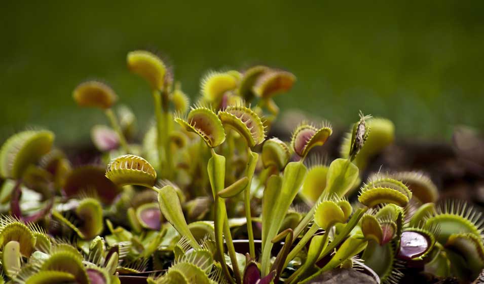 Les plantes carnivores - Jardiland