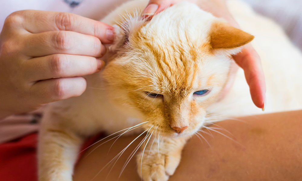 Comment nettoyer les oreilles de votre chat ?
