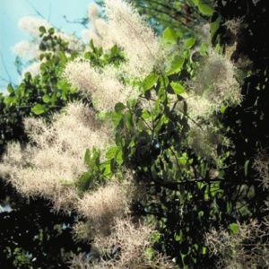 L'arbre à perruques