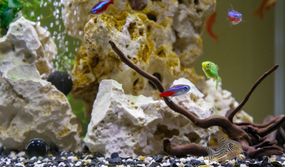 Pompes à air pour égayer votre aquarium et oxygéner vos poissons. -  Aquariofil.com et Poisson d'Or
