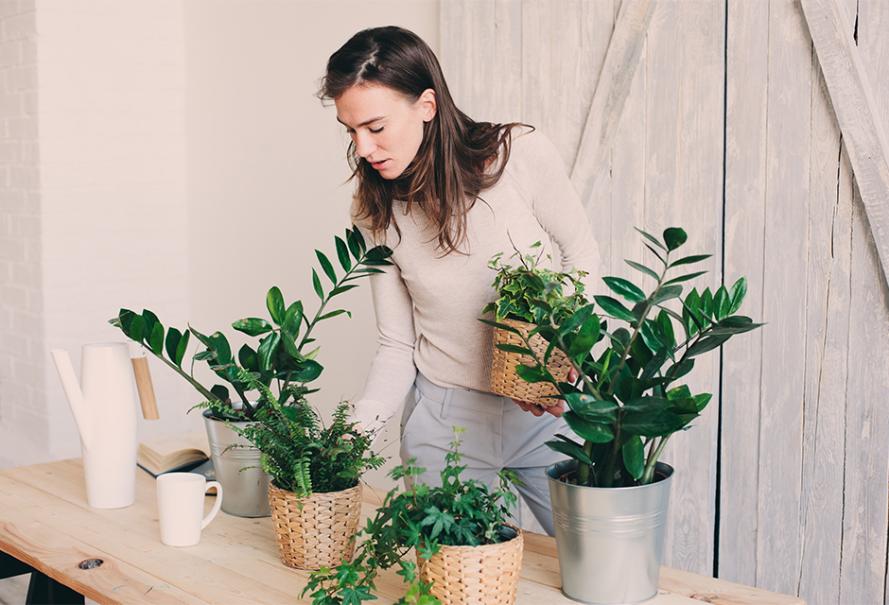 Engrais liquide pour plantes vertes d’intérieur