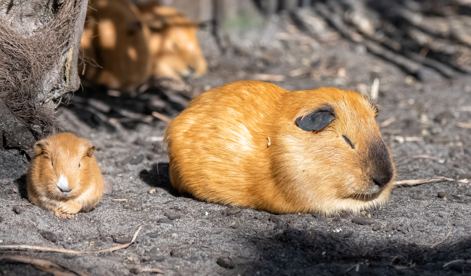 Image of Cochon d'Inde orange assis sur du foin, vue latérale (photo)