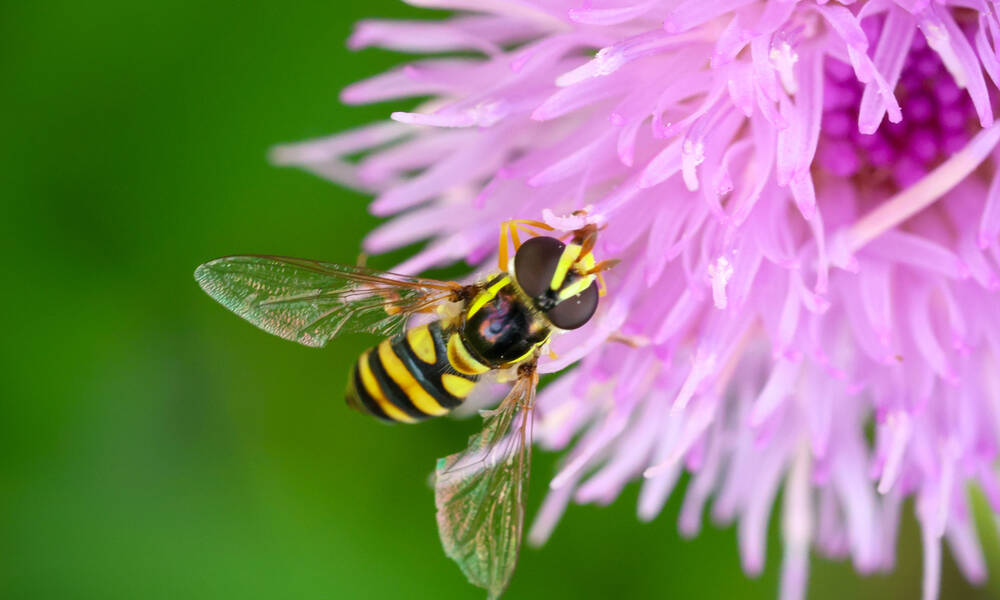 Une syrphe sur une fleur de chardon 