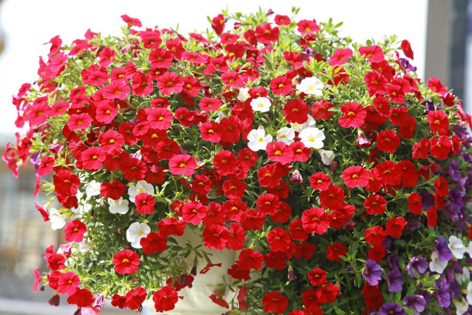 Calibrachoa