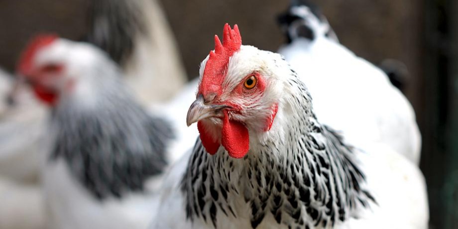 La poule Sussex