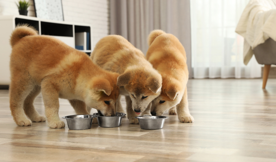 Trois adorables chiots akita inu mangent dans des bols en inox