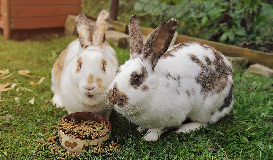 Versele Laga Complete Cuni junior nourriture pour jeune lapin - Boutique Le  Jardin Des Animaux