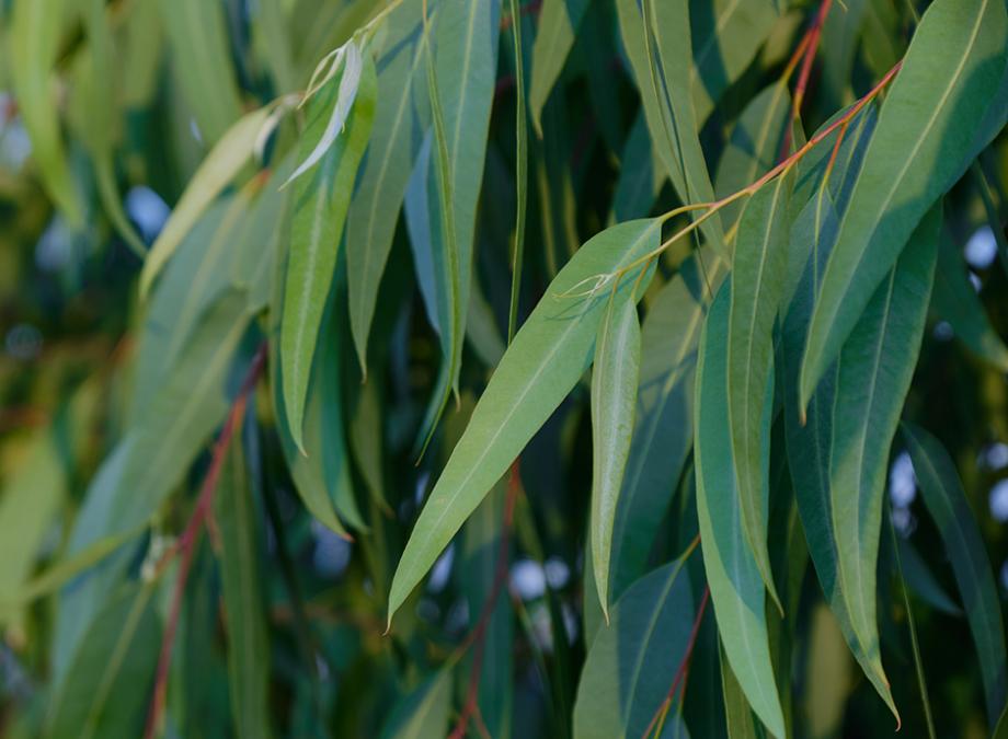 Feuilles d'eucalyptus gunnii Stock Photo