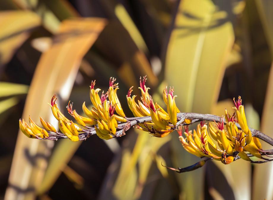 Fleurs du phormium
