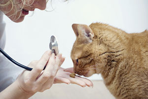 Adapter l'alimentation d'un chat stérilisé ou castré 