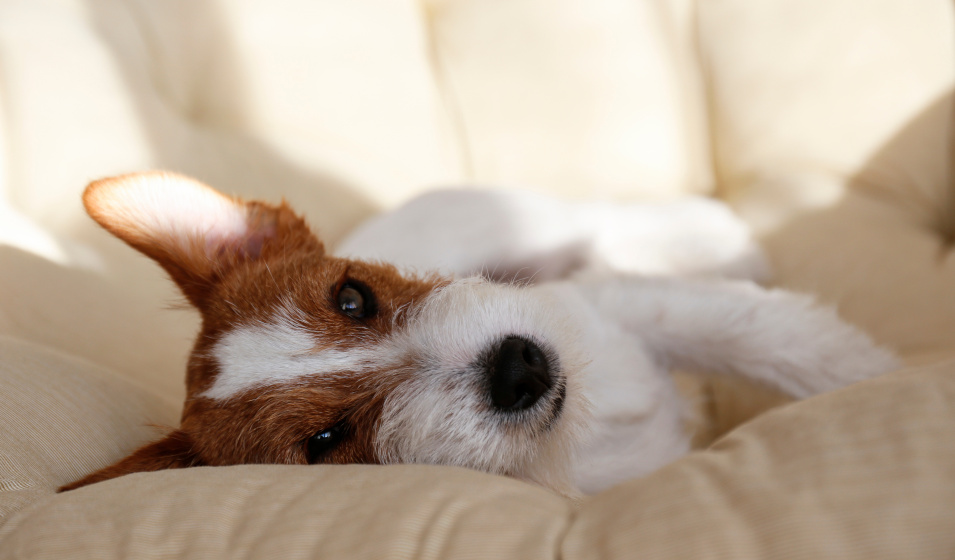 Un chien jack russell terrier à poil dur couché sur un coussin