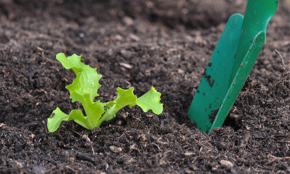 C’est quand les plants ont 4 vraies feuilles qu’ils peuvent être repiqués 