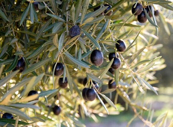 Voile hivernage olivier