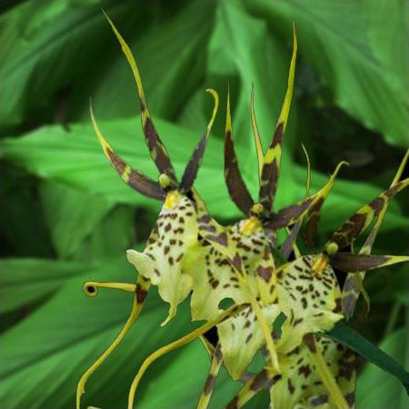 Orchidée Brassia 'Eternal Wind'