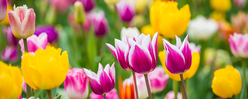 Les tulipes et leurs nombreuses déclinaisons de couleurs et de forme