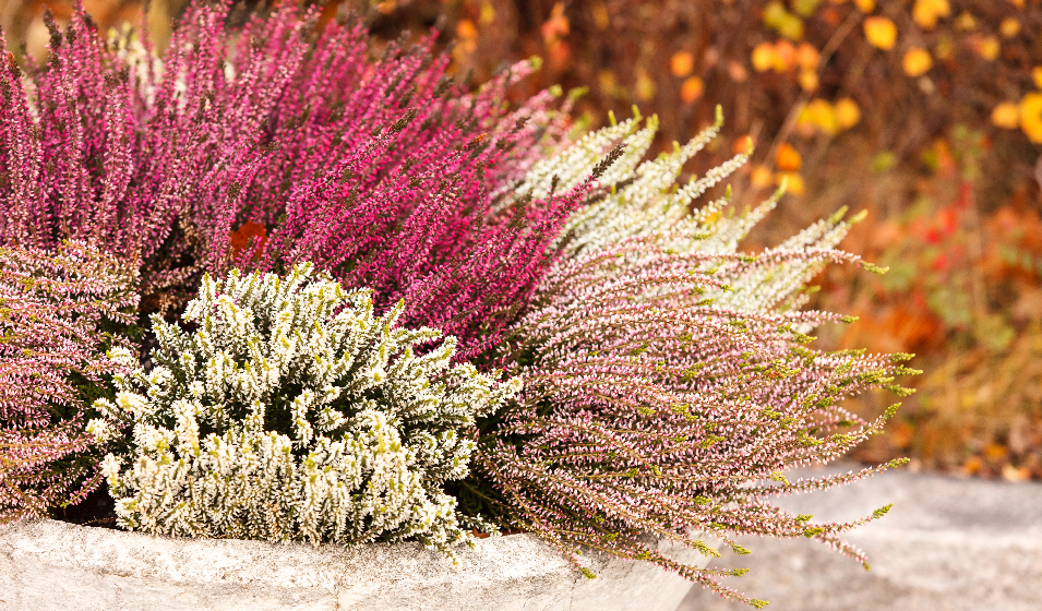 Comment la planter ?