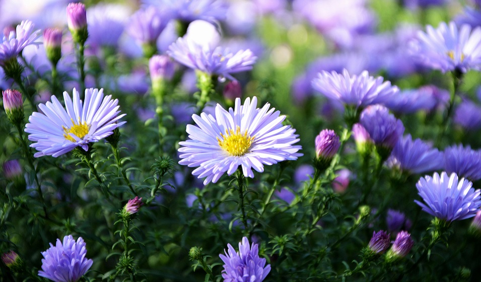Asters