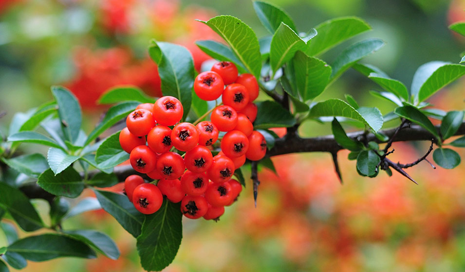 Arbuste persistant à croissance rapide : le pyracantha ou buisson ardent