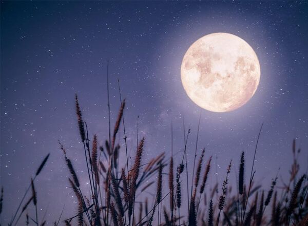 Jardiner avec la lune mars 2024 ▷ Calendrier lunaire