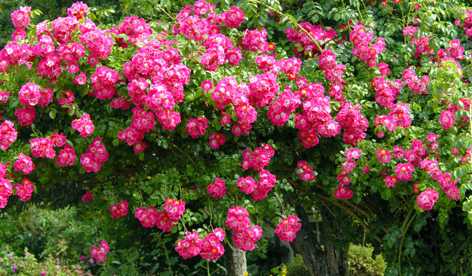 rosier grimpant