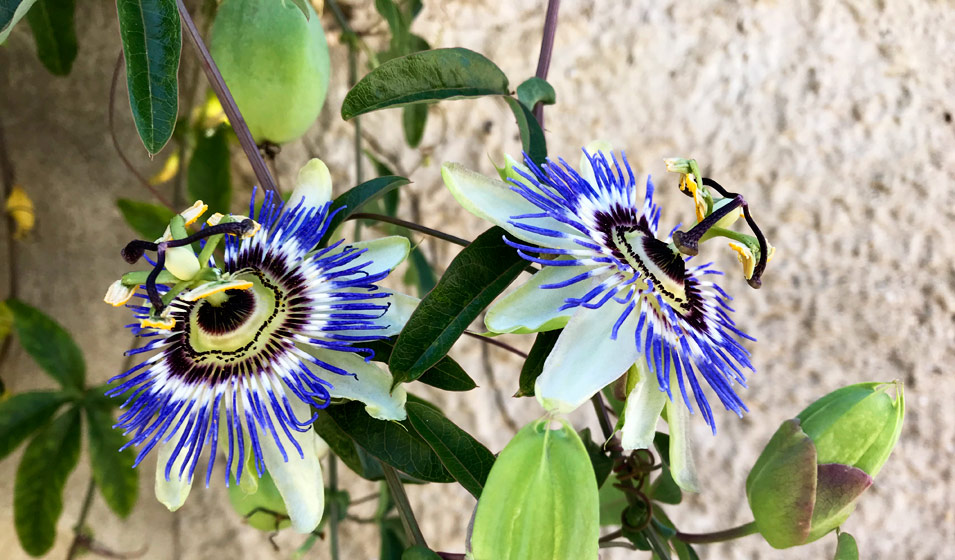 Plantes grimpantes : la passiflore (Passiflora)