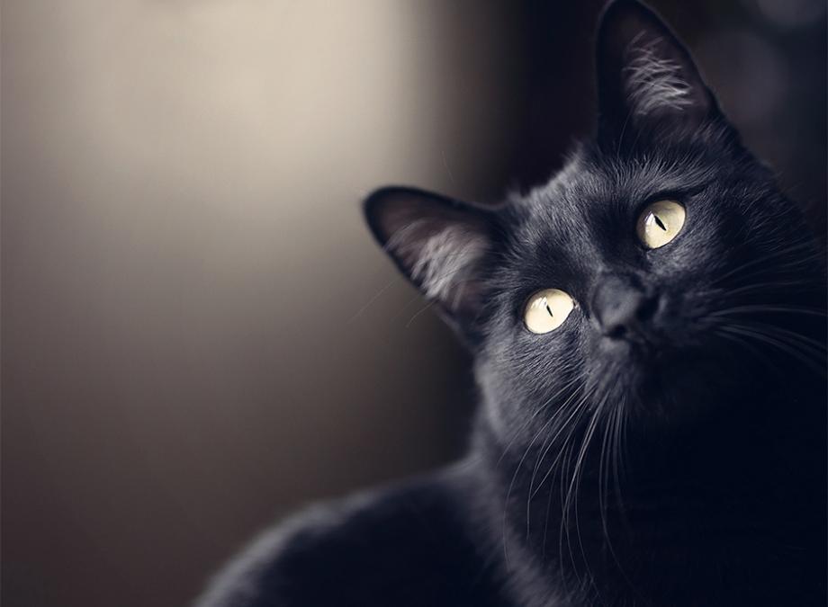 Le saviez-vous ? Le chat noir... Image