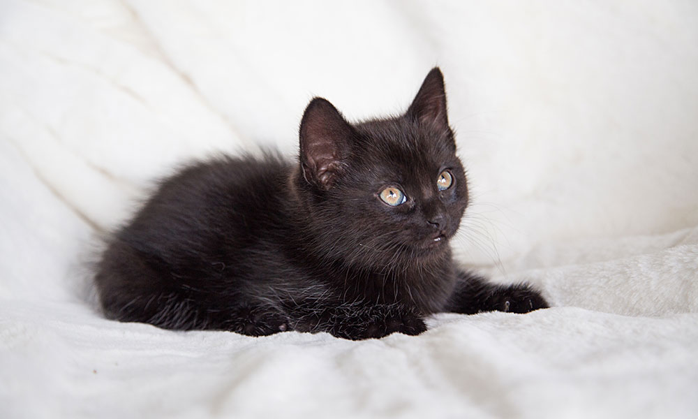 Leurs couleurs noires seraient associés à une meilleure immunité pourtant !
